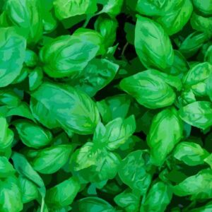 basil 600px The Hidden Key to Digestive Health: Vesica Institute for Holistic Studies