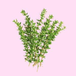 thyme 600px The Hidden Key to Digestive Health: Vesica Institute for Holistic Studies