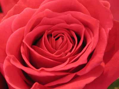 rose-red