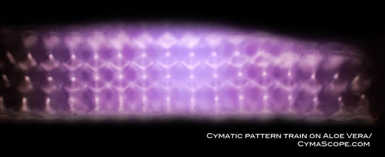 unnamed 3 Cymatics: How Sound Vibrations Create Physical Structures Vesica Institute for Holistic Studies Cymatic Pattern Train on Aloe Vera