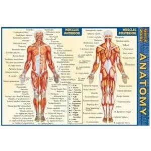 anatomy chart 500 500x500 Anatomy Chart 1, FT Students Only Vesica Institute for Holistic Studies