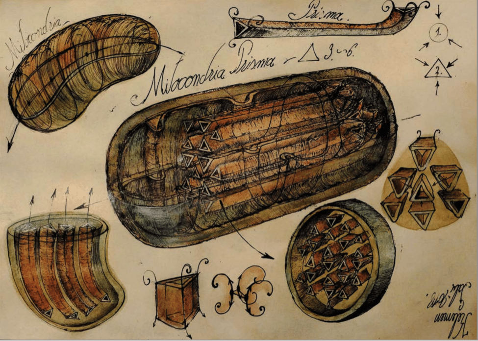 kelemen 3 Amazing Images from Romania: Sacred Geometry & the Energy “Powerhouse” in Human Cells Vesica Institute for Holistic Studies