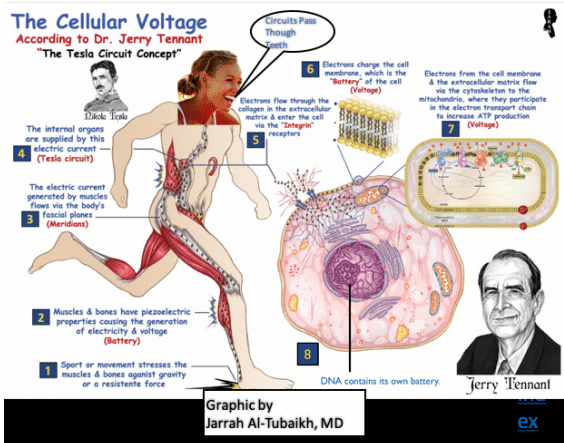 Screen Shot 2020 07 10 at 1.27.31 PM Voltage Healing: Secrets of Human Cellular Regeneration Vesica Institute for Holistic Studies