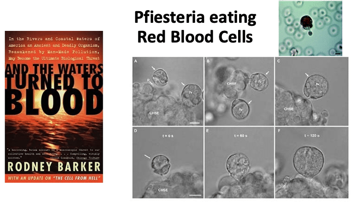 Slide016 Evidence for Hidden Waves which create Health and Illness: Online Summer Conference preview with Robert J. Gilbert Ph.D. Vesica Institute for Holistic Studies Slide016 Evidence for Hidden Waves which create Health and Illness: Online Summer Conference preview with Robert J. Gilbert Ph.D. Vesica Institute for Holistic Studies