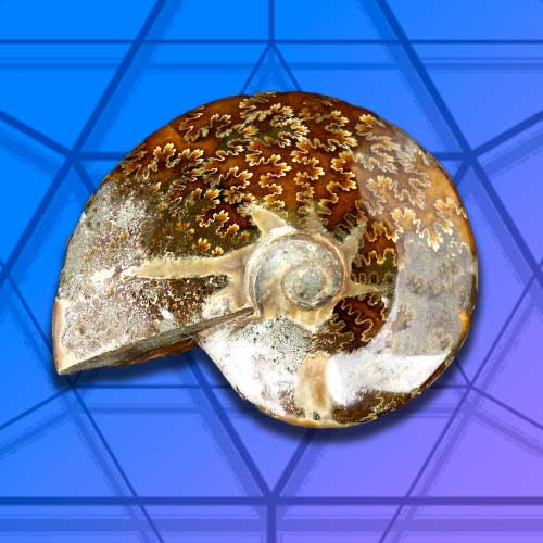 Vibrationally Tested Ammonite Crystals at Vesica.org