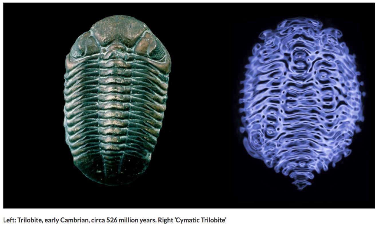 cymatic trilobite Cymatics: Making Invisible Energy Waves Visible <br>Part 2 of the 2023 Resource Guide Vesica Institute for Holistic Studies