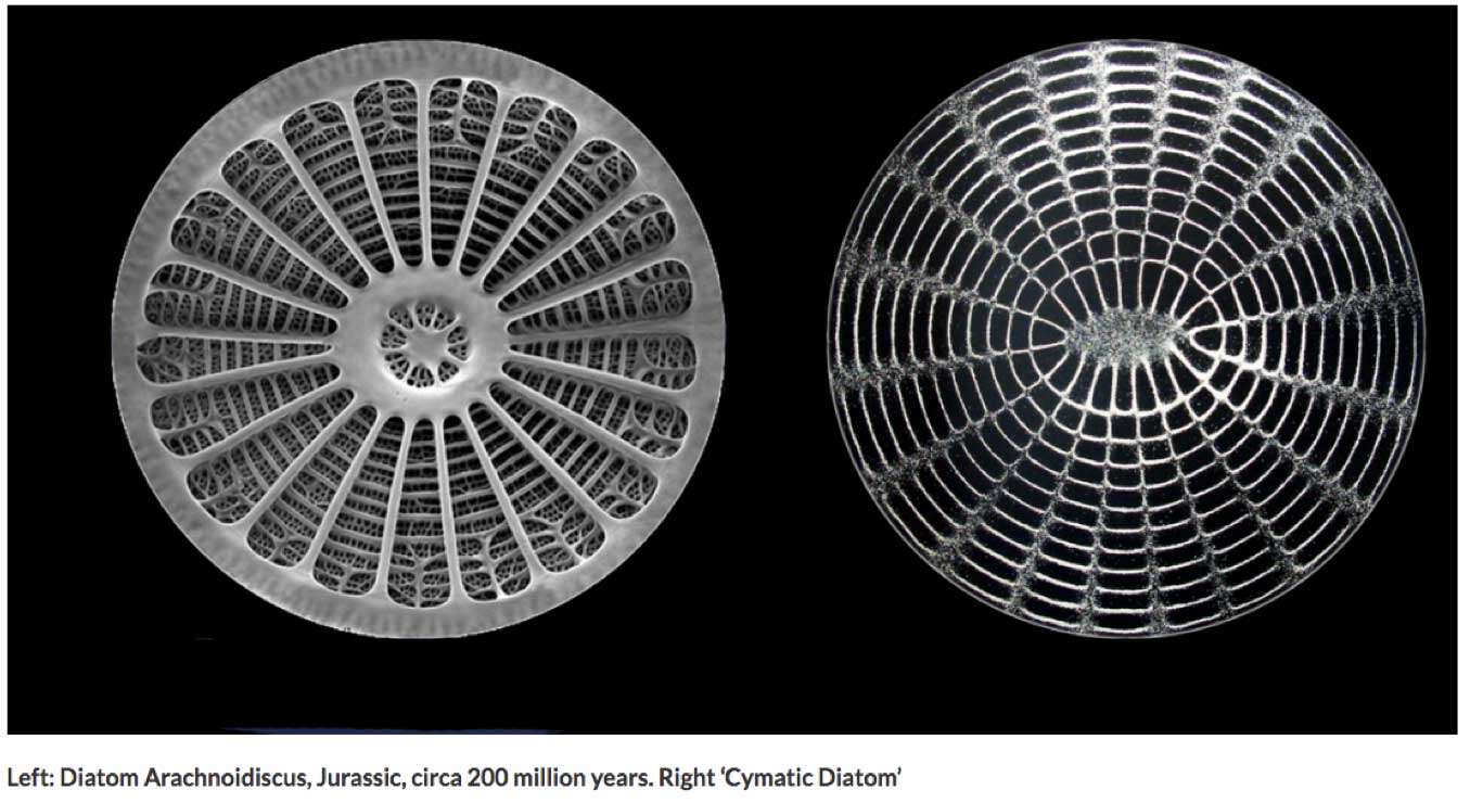 cymatics diatom 2 Cymatics: Making Invisible Energy Waves Visible <br>Part 2 of the 2023 Resource Guide Vesica Institute for Holistic Studies